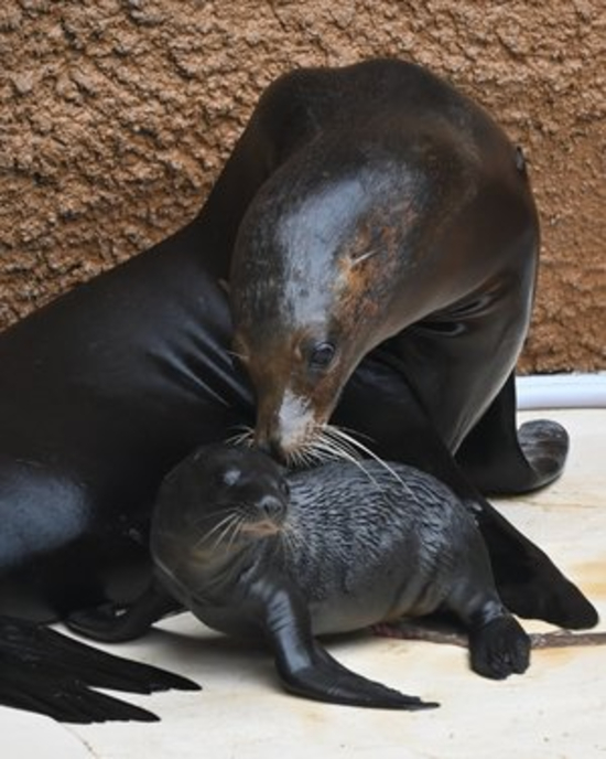愛媛県立とべ動物園 カリフォルニアアシカの赤ちゃん